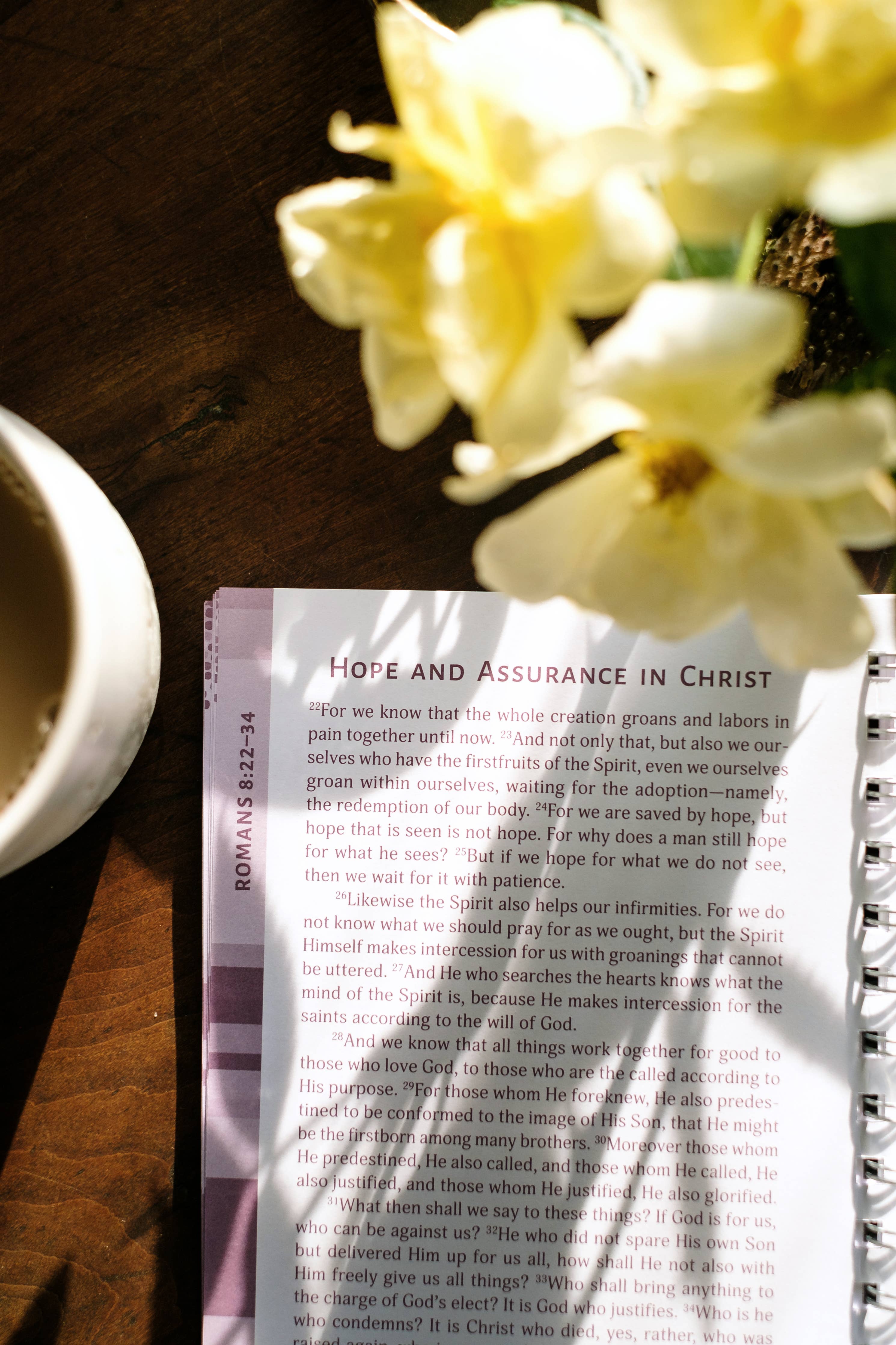Study | Romans: An All-in-One Study on Salvation and New Life